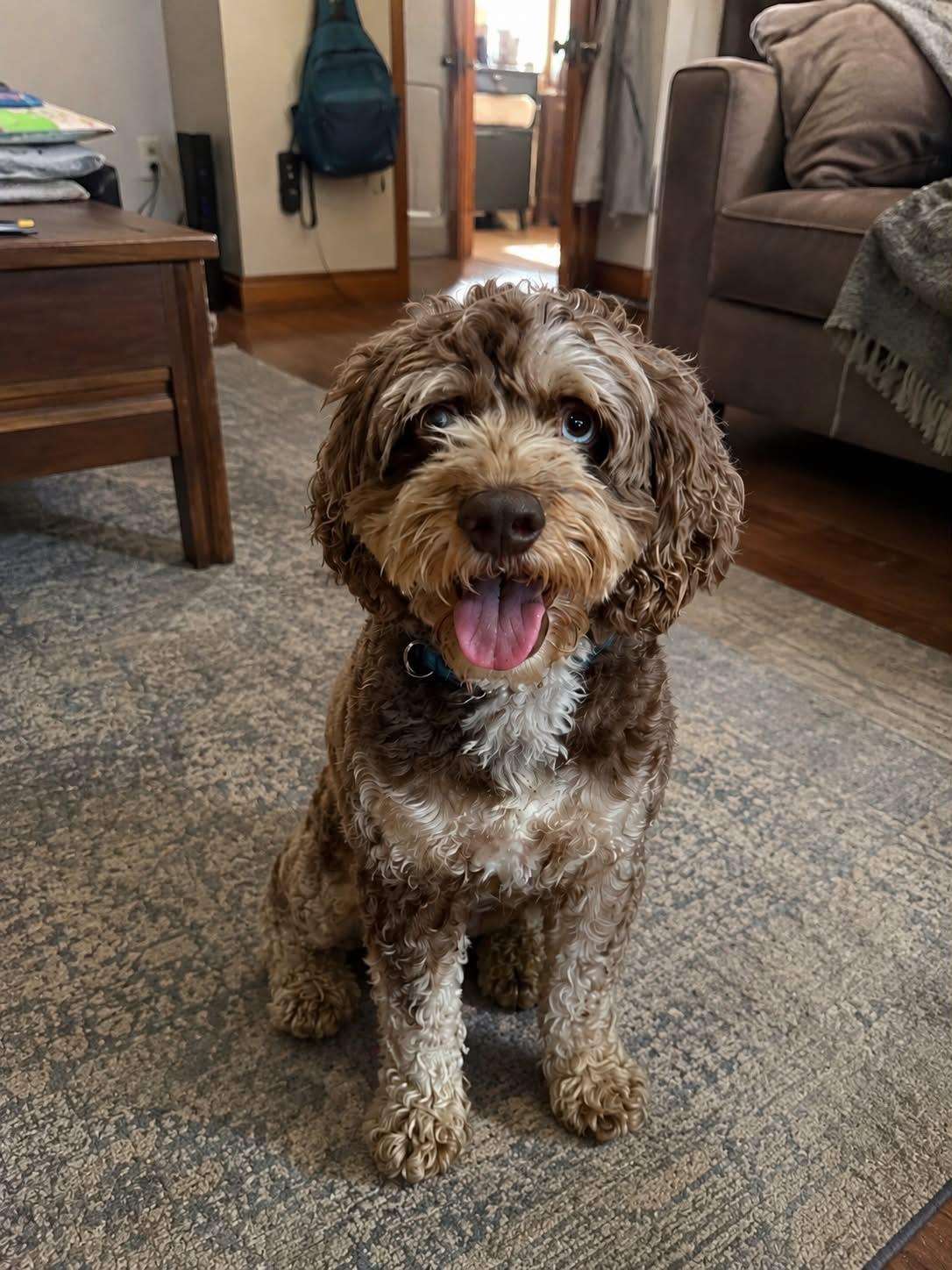 Enlarge Fynn, a Adoption Pending Cockapoo in Brunswick, ME image 3/3