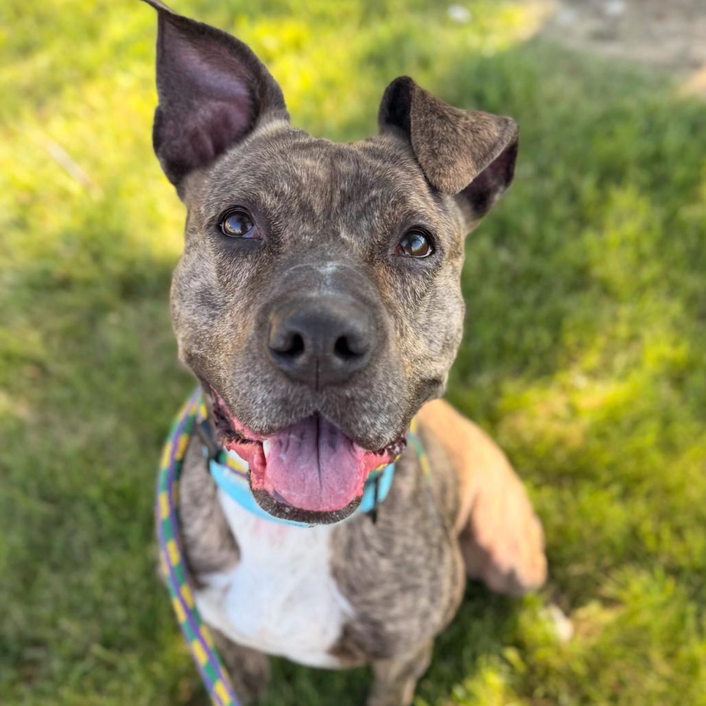 Pixel, Adoptable, Adult Female Mixed Breed.