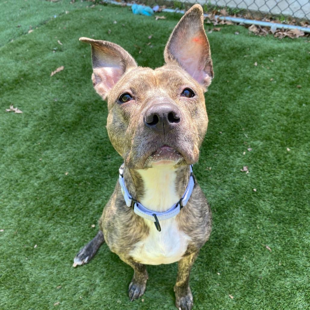 Pixel, a Adoptable Mixed Breed in Davenport, IA image 2/4