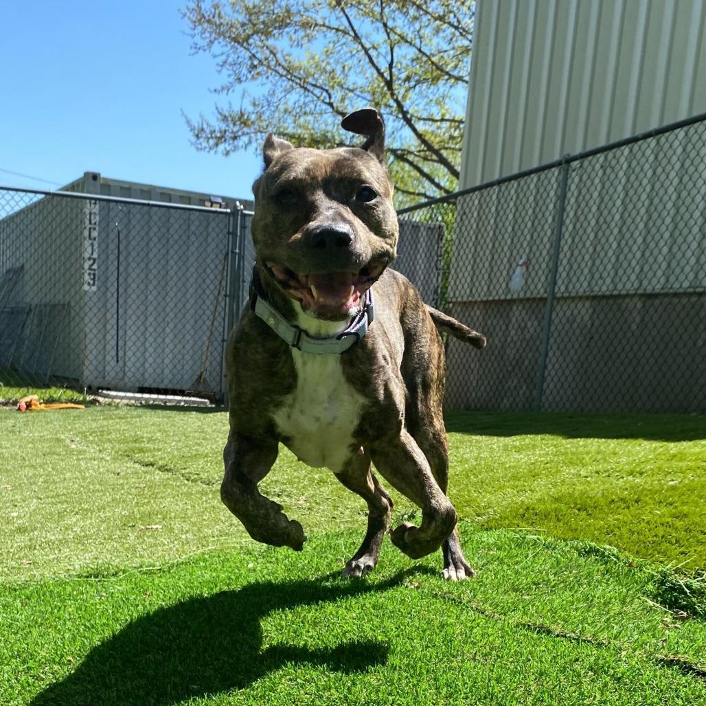 Pixel, a Adoptable Mixed Breed in Davenport, IA image 3/4