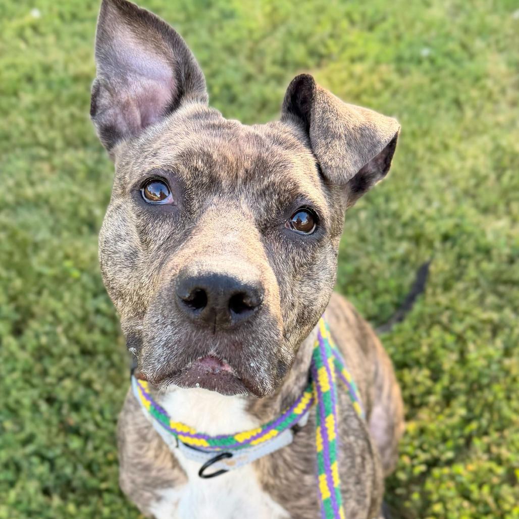 Pixel, a Adoptable Mixed Breed in Davenport, IA image 4/4