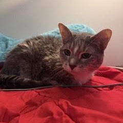 Enlarge Bella (Courtesy Post), a Adopted Domestic Short Hair in York, PA image 1/2