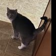 Enlarge Bella (Courtesy Post), a Adopted Domestic Short Hair in York, PA image 2/2
