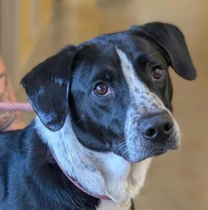 Snoopy, Adoptable, Adult Male Pointer & Mixed Breed.