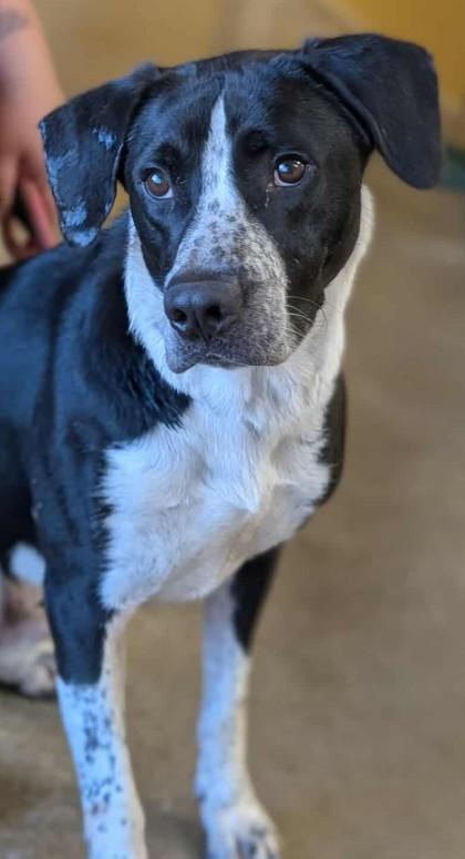 Enlarge Snoopy, a Adoptable mixed breed in La Harpe, KS image 2/3