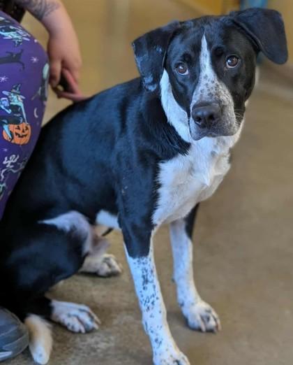Enlarge Snoopy, a Adoptable mixed breed in La Harpe, KS image 3/3