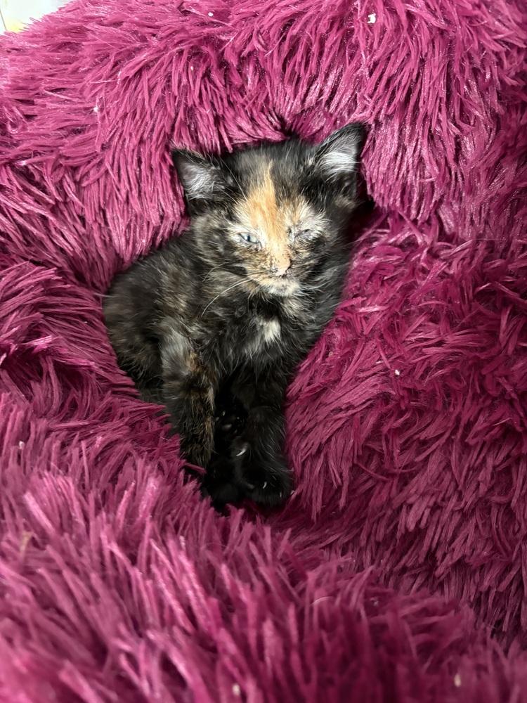 Enlarge Louise Belcher, a Adoptable mixed breed in Ferndale, MI image 1/5