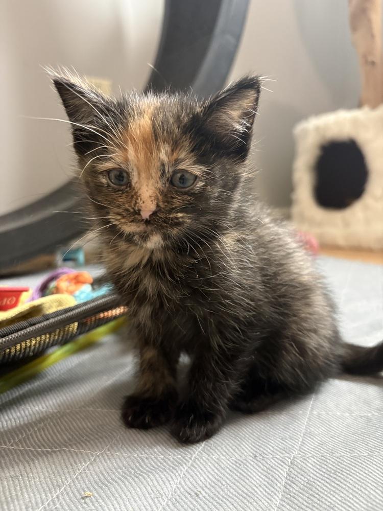 Enlarge Louise Belcher, a Adoptable mixed breed in Ferndale, MI image 5/5
