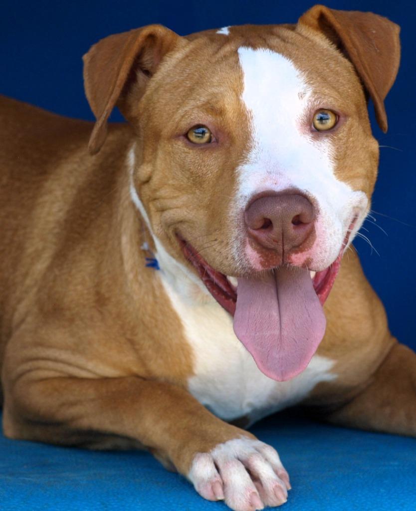 Enlarge Boris, a Adoptable mixed breed in Denham Springs, LA image 1/2