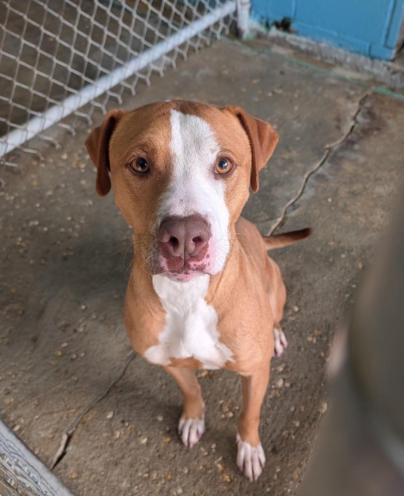 Enlarge Boris, a Adoptable mixed breed in Denham Springs, LA image 2/2