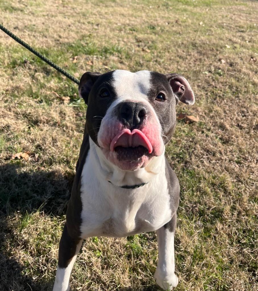 Derek, Adoptable, Adult Male Pit Bull Terrier.