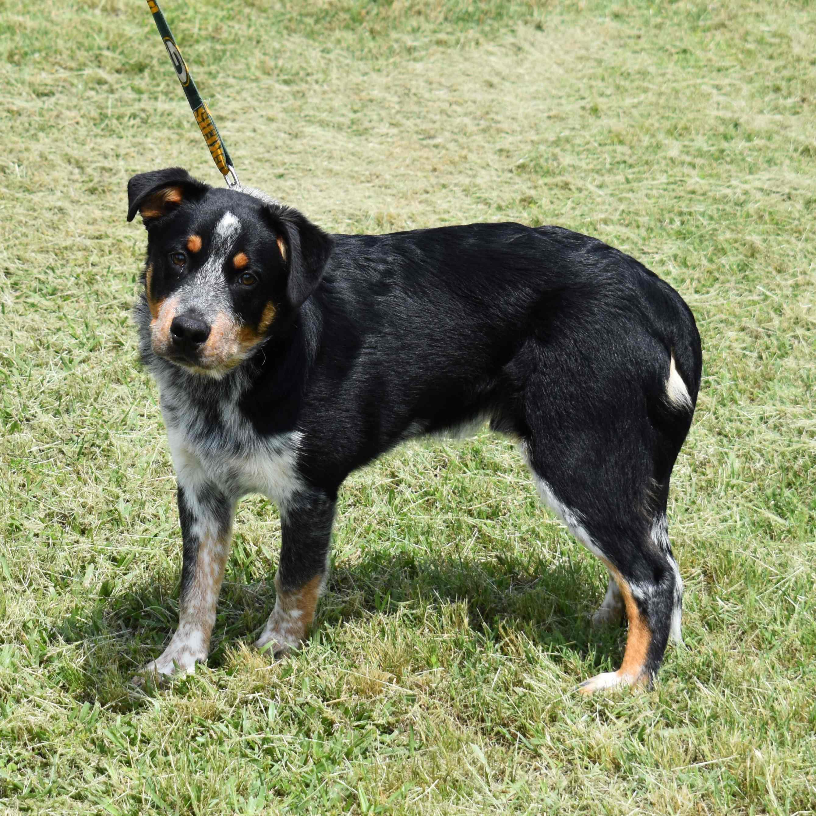 Squidward, a ADOPTABLE mixed breed in Searcy, AR image 2/6