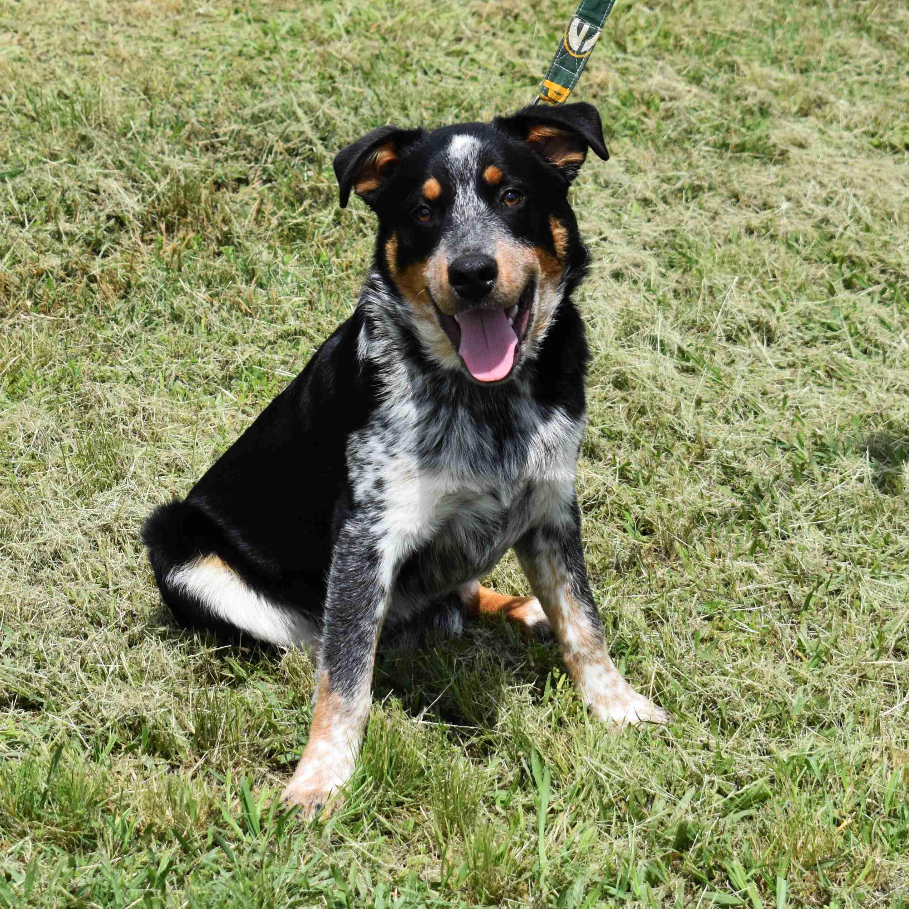 Squidward, ADOPTABLE, Puppy Male Australian Cattle Dog / Blue Heeler.