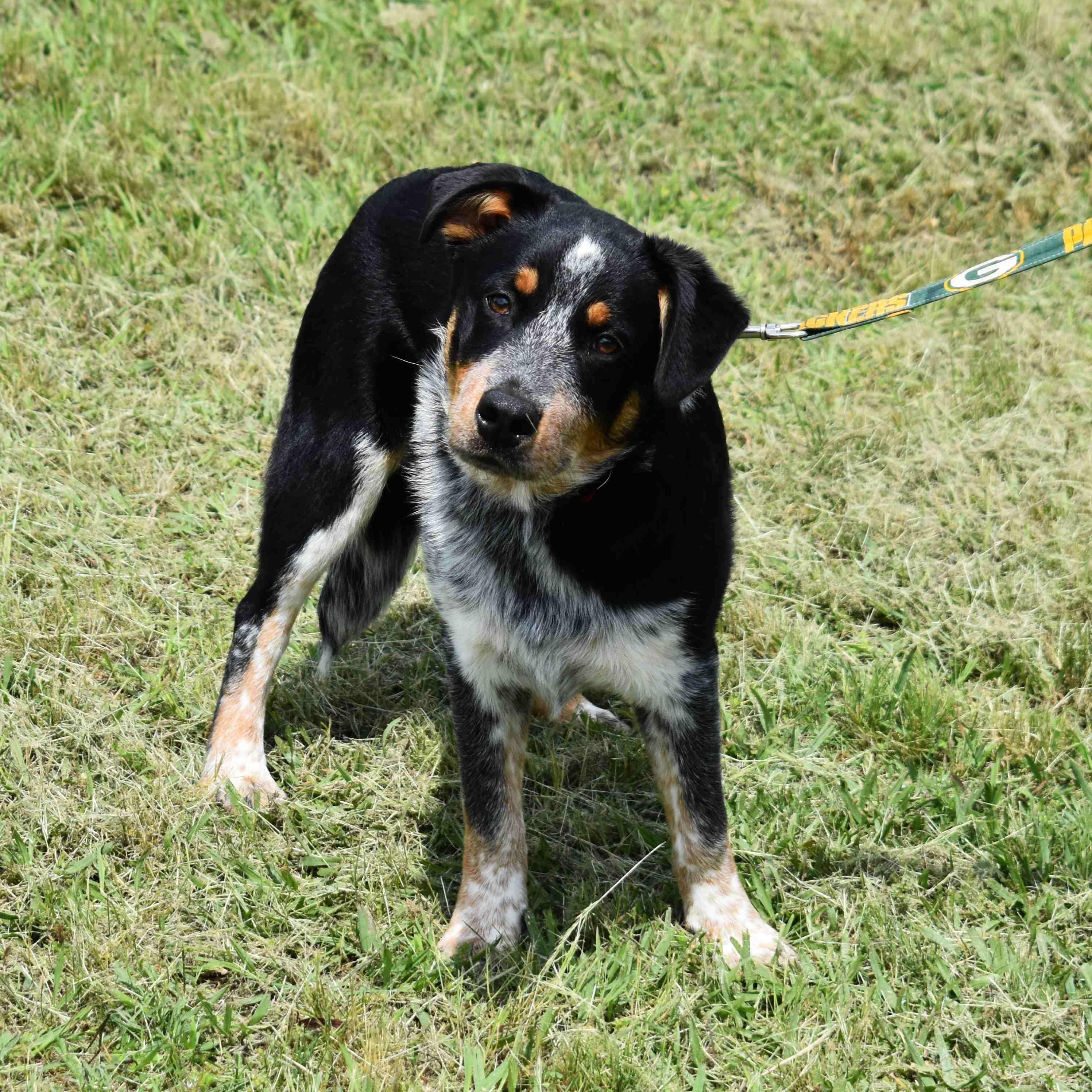 Squidward, a ADOPTABLE mixed breed in Searcy, AR image 5/6