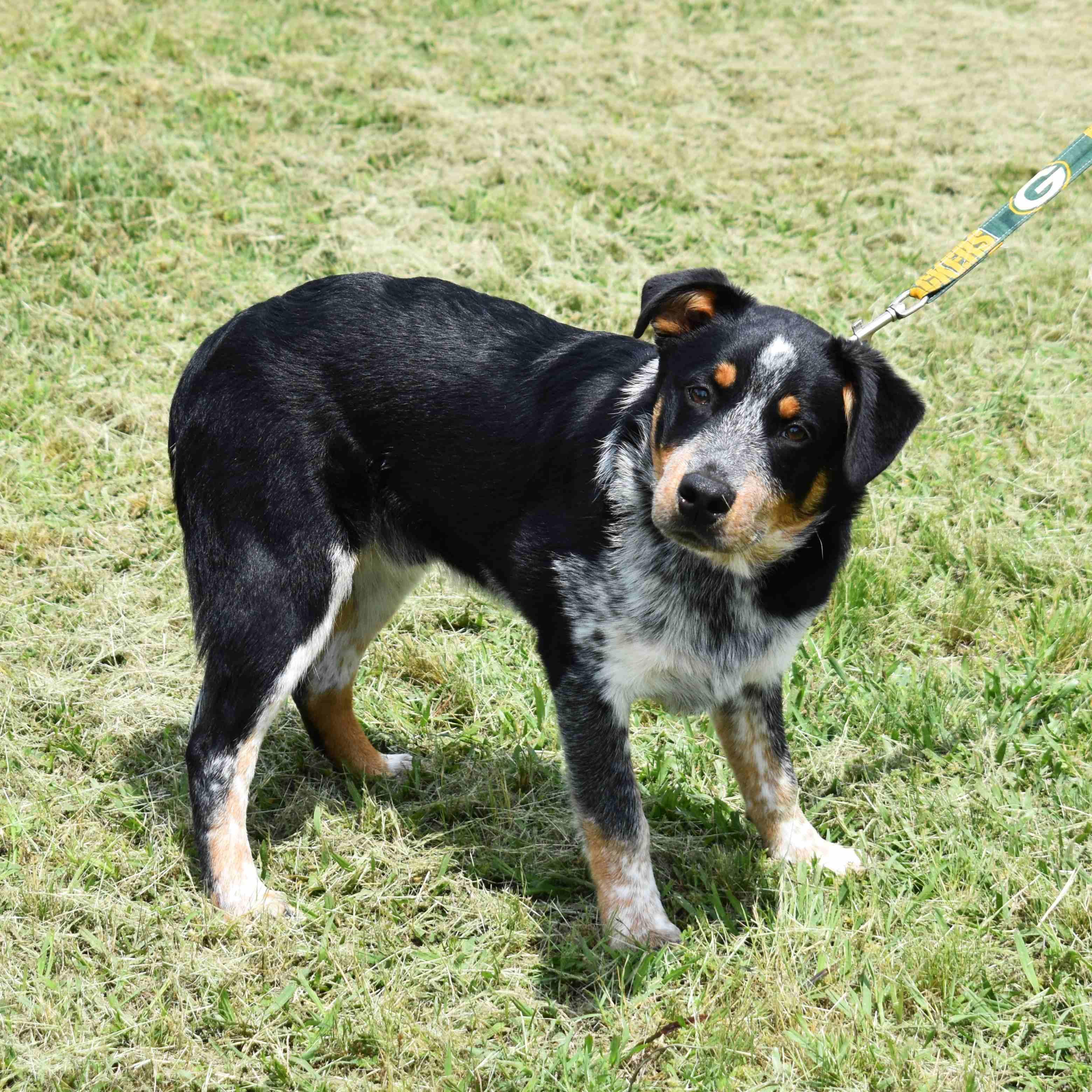 Squidward, a ADOPTABLE mixed breed in Searcy, AR image 3/6