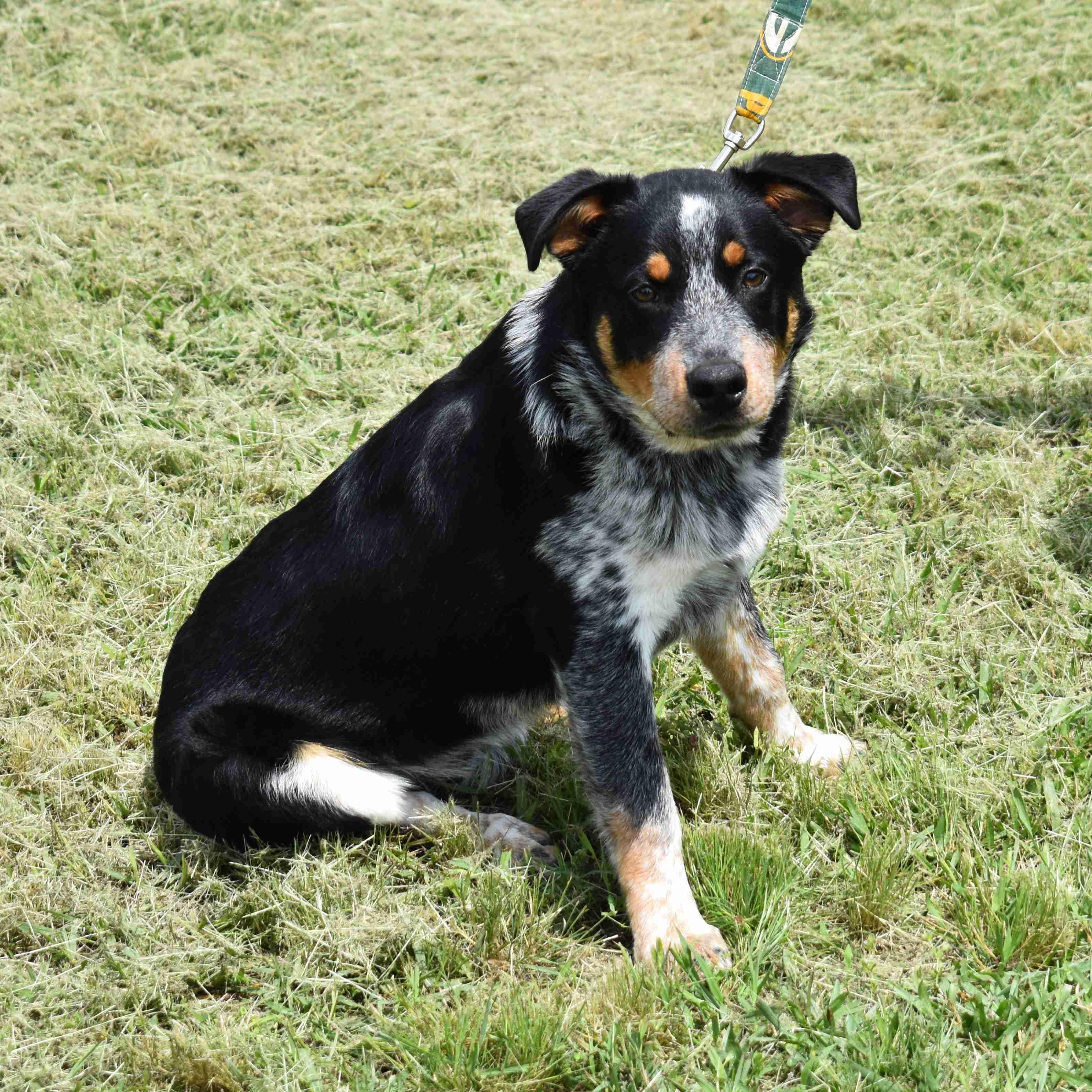 Squidward, a ADOPTABLE mixed breed in Searcy, AR image 6/6