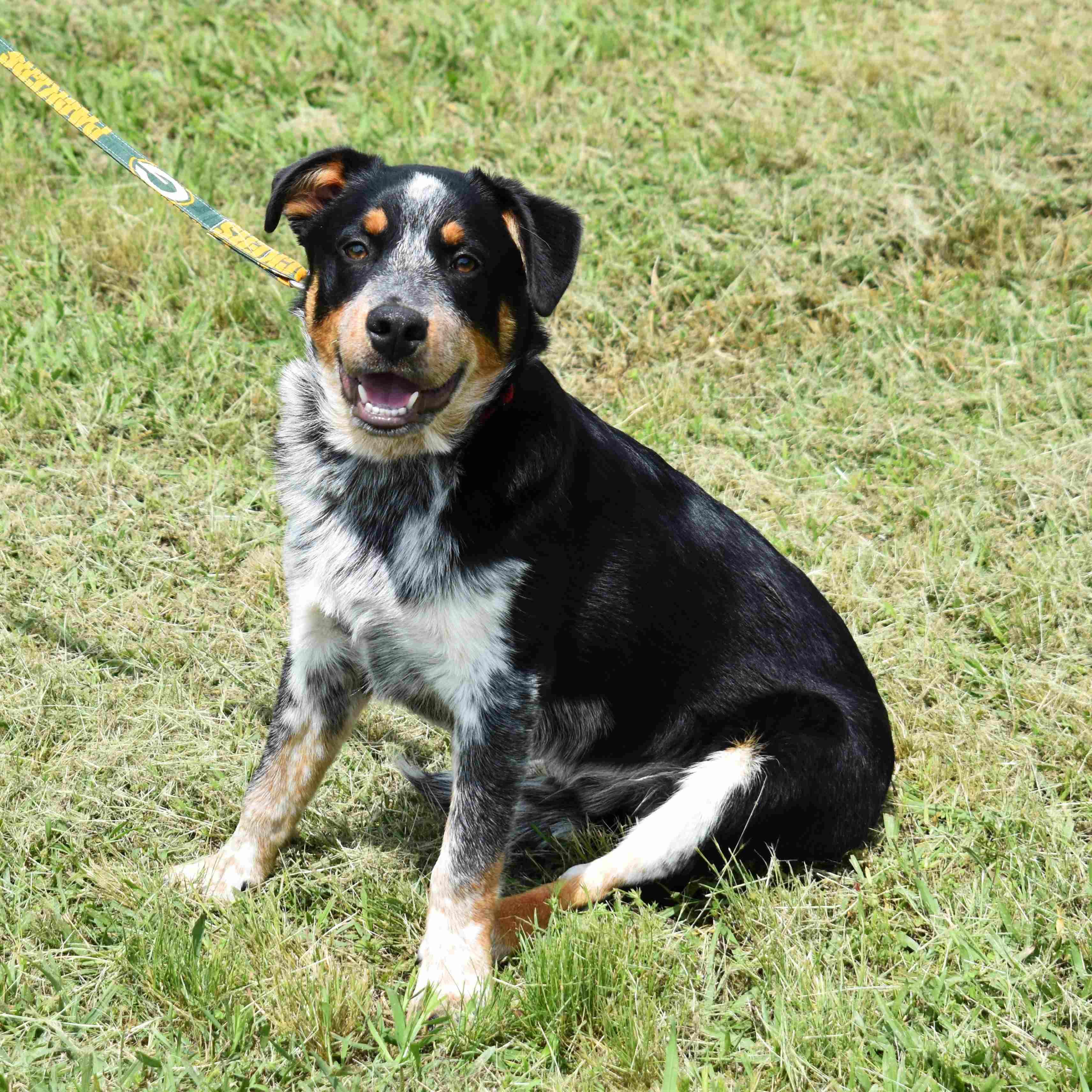 Squidward, a ADOPTABLE mixed breed in Searcy, AR image 4/6