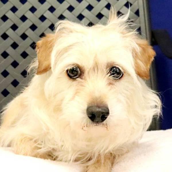 Michaelangelo, Adoptable, Adult Male Terrier.