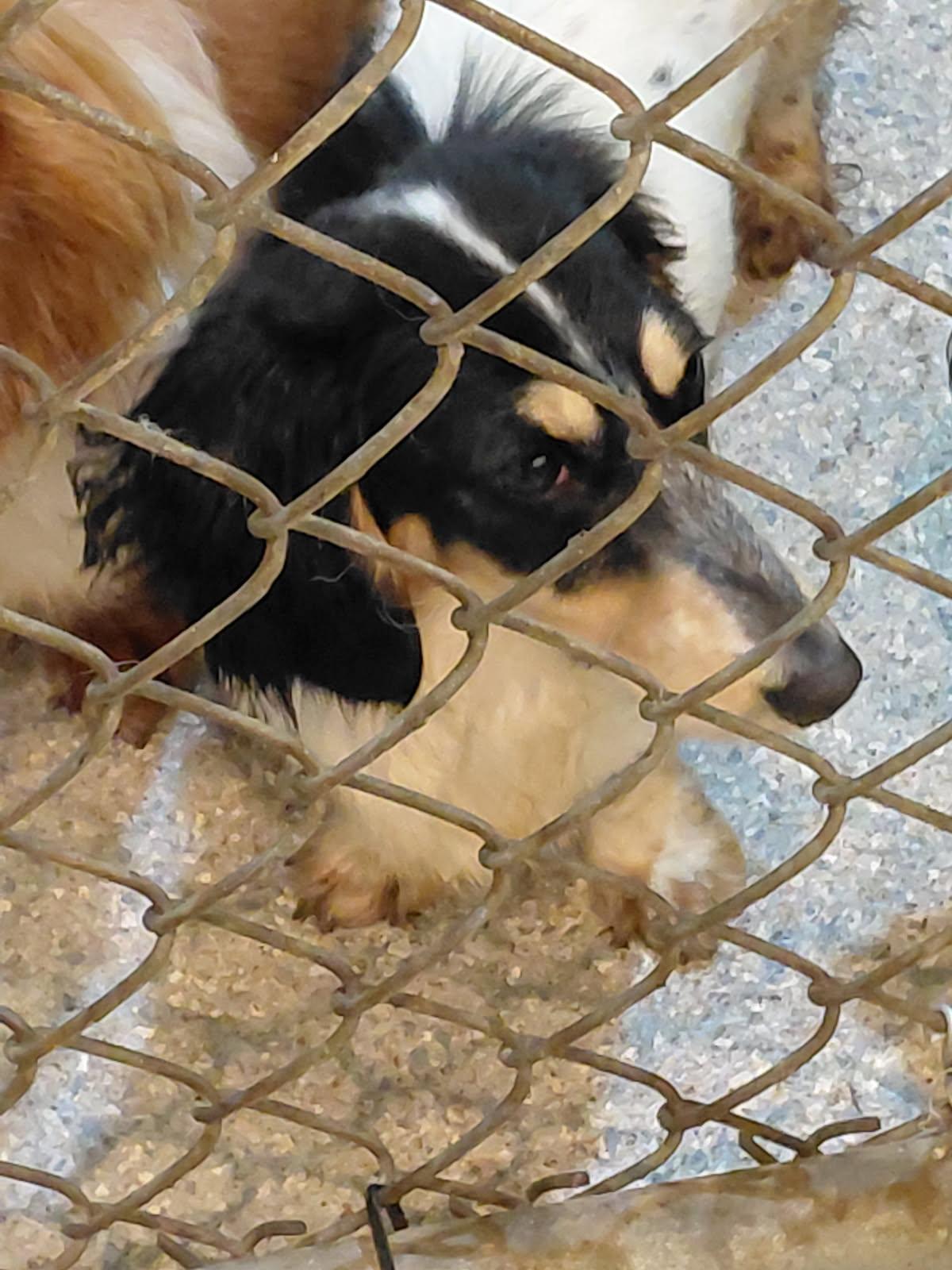 Enlarge CALLIOPE, a Adoptable Dachshund (Miniature Long Haired) in Millerstown, PA image 4/4