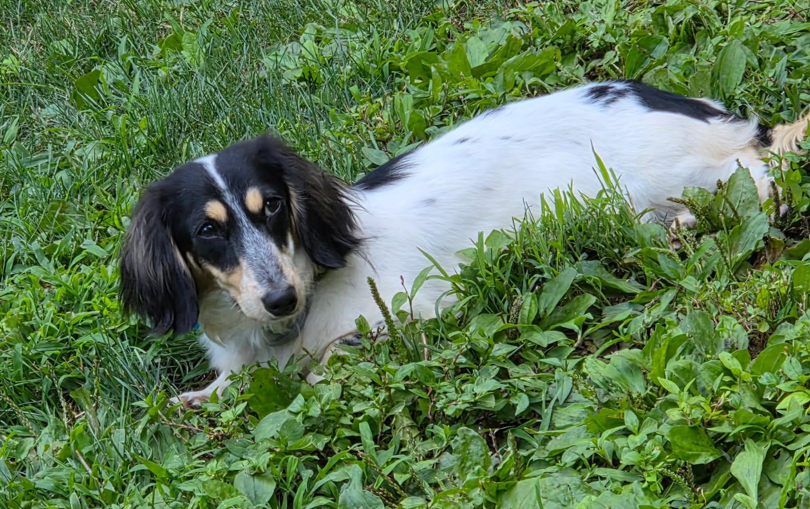 Enlarge CALLIOPE, a Adoptable Dachshund (Miniature Long Haired) in Millerstown, PA image 2/4