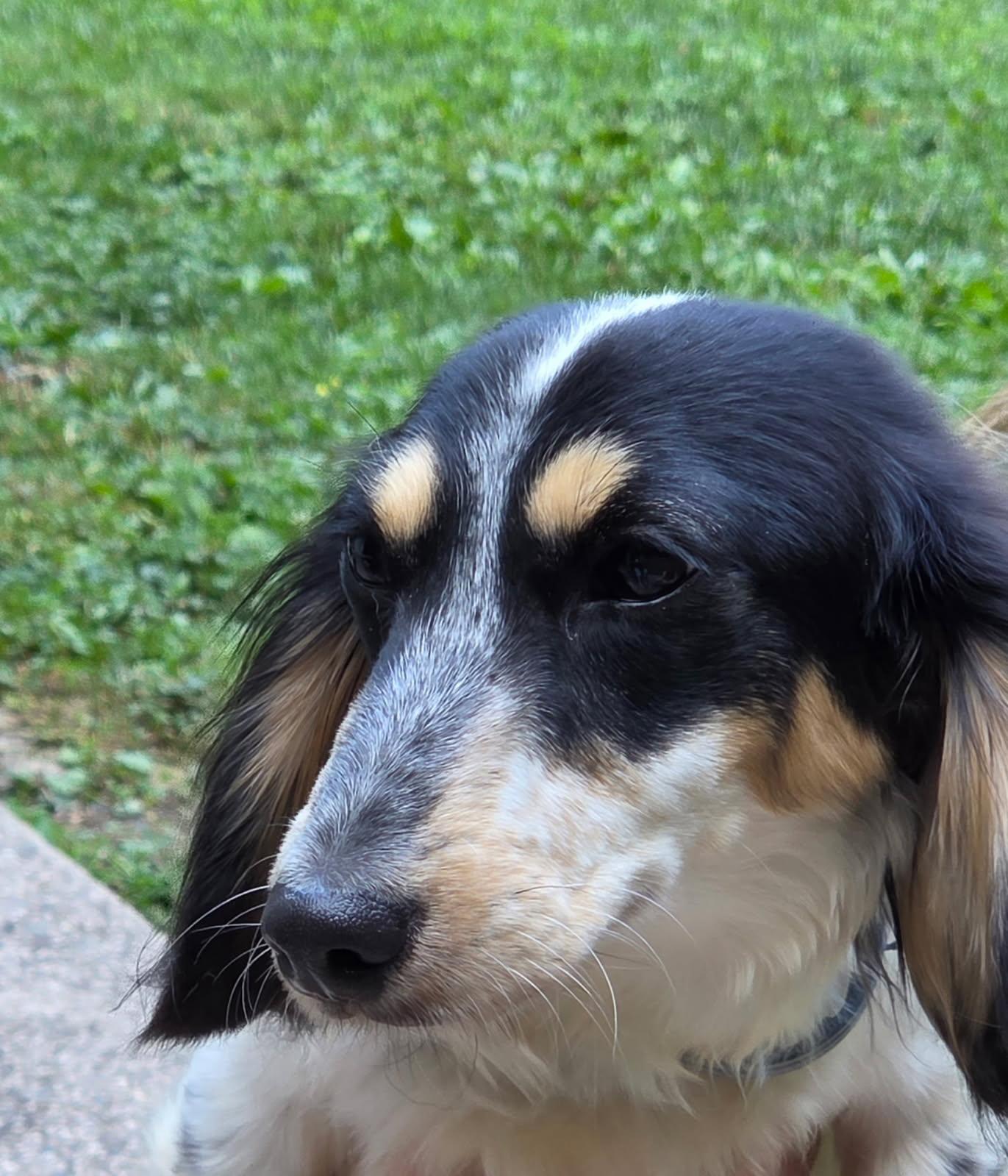 CALLIOPE, ADOPTABLE, Young Female Dachshund (Miniature Long Haired).