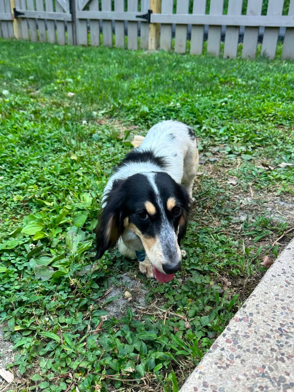 Enlarge CALLIOPE, a Adoptable Dachshund (Miniature Long Haired) in Millerstown, PA image 3/4
