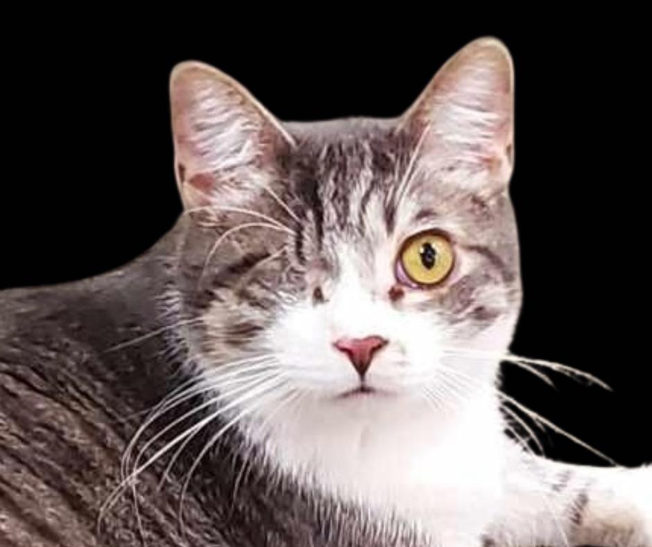 Clayton *** One Eye & Big Boy***, Adoptable, Young Male Tabby.