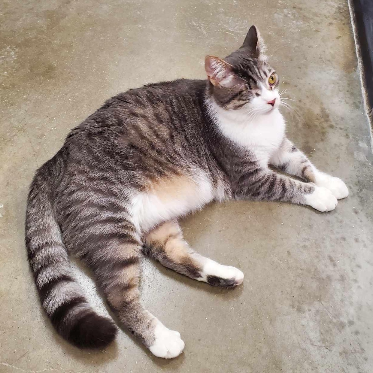 Clayton *** One Eye & Big Boy***, a Adoptable Tabby in Livonia, MI image 6/6