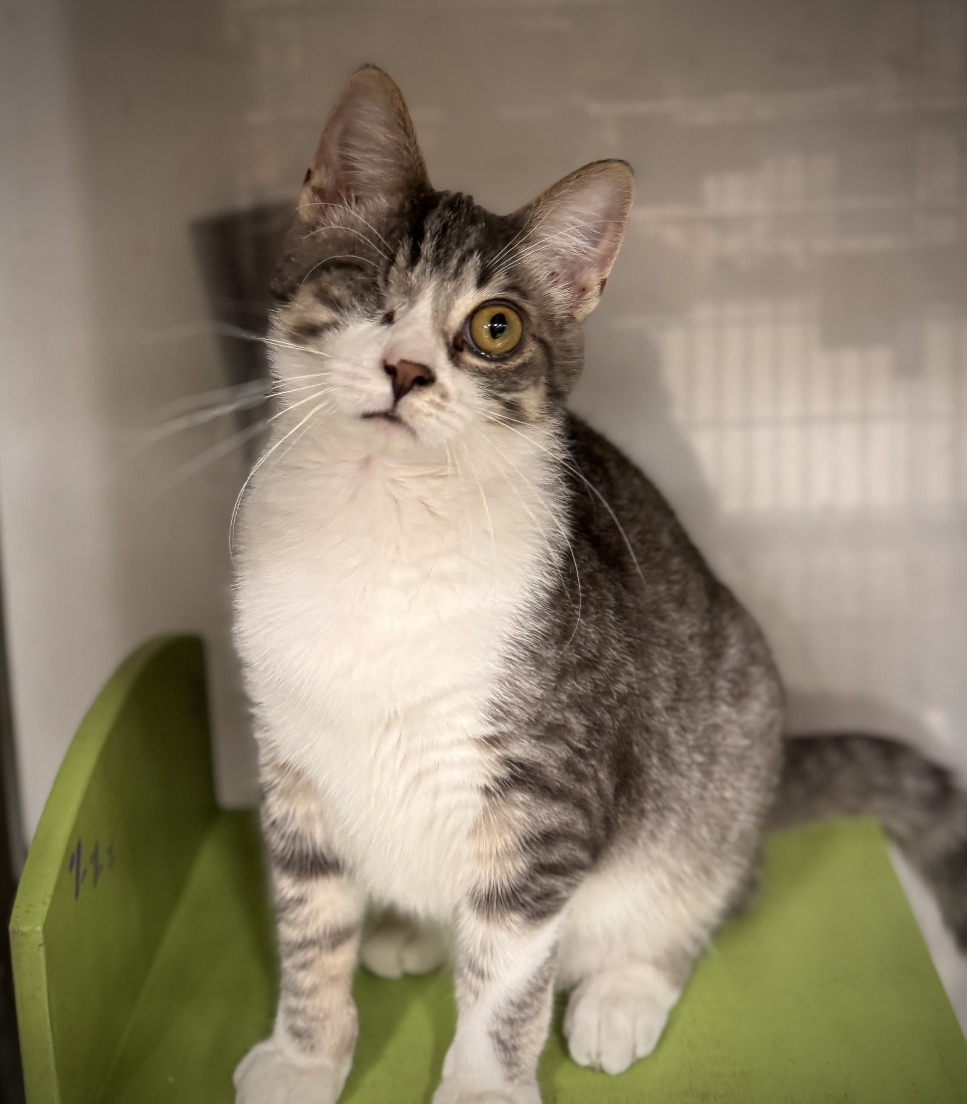 Clayton *** One Eye & Big Boy***, a Adoptable Tabby in Livonia, MI image 2/6