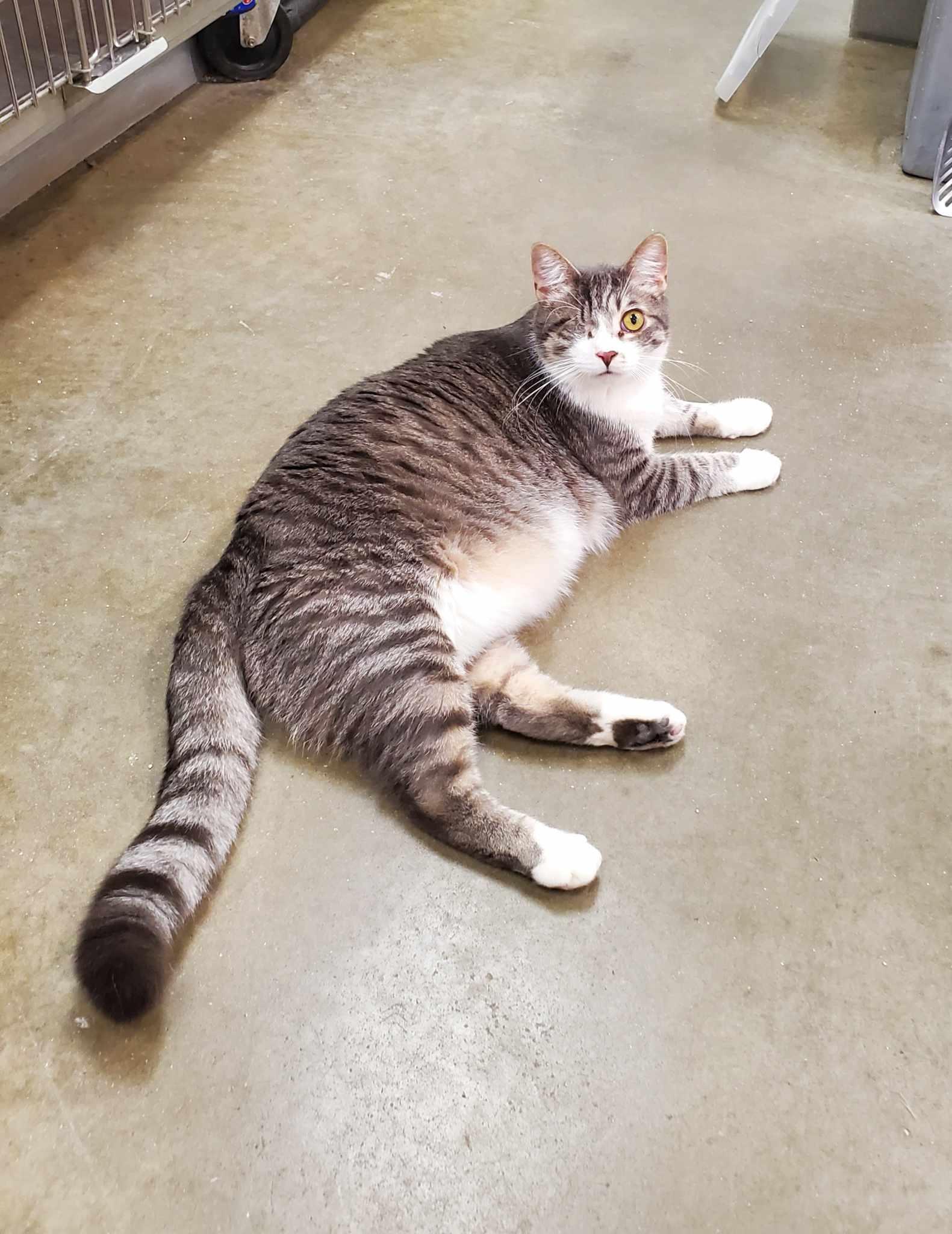 Clayton *** One Eye & Big Boy***, a Adoptable Tabby in Livonia, MI image 4/6