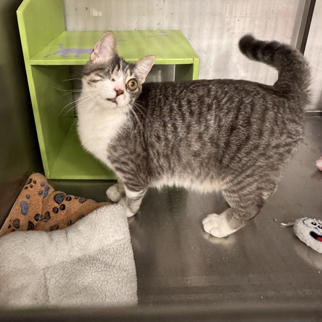 Clayton *** One Eye & Big Boy***, a Adoptable Tabby in Livonia, MI image 5/6