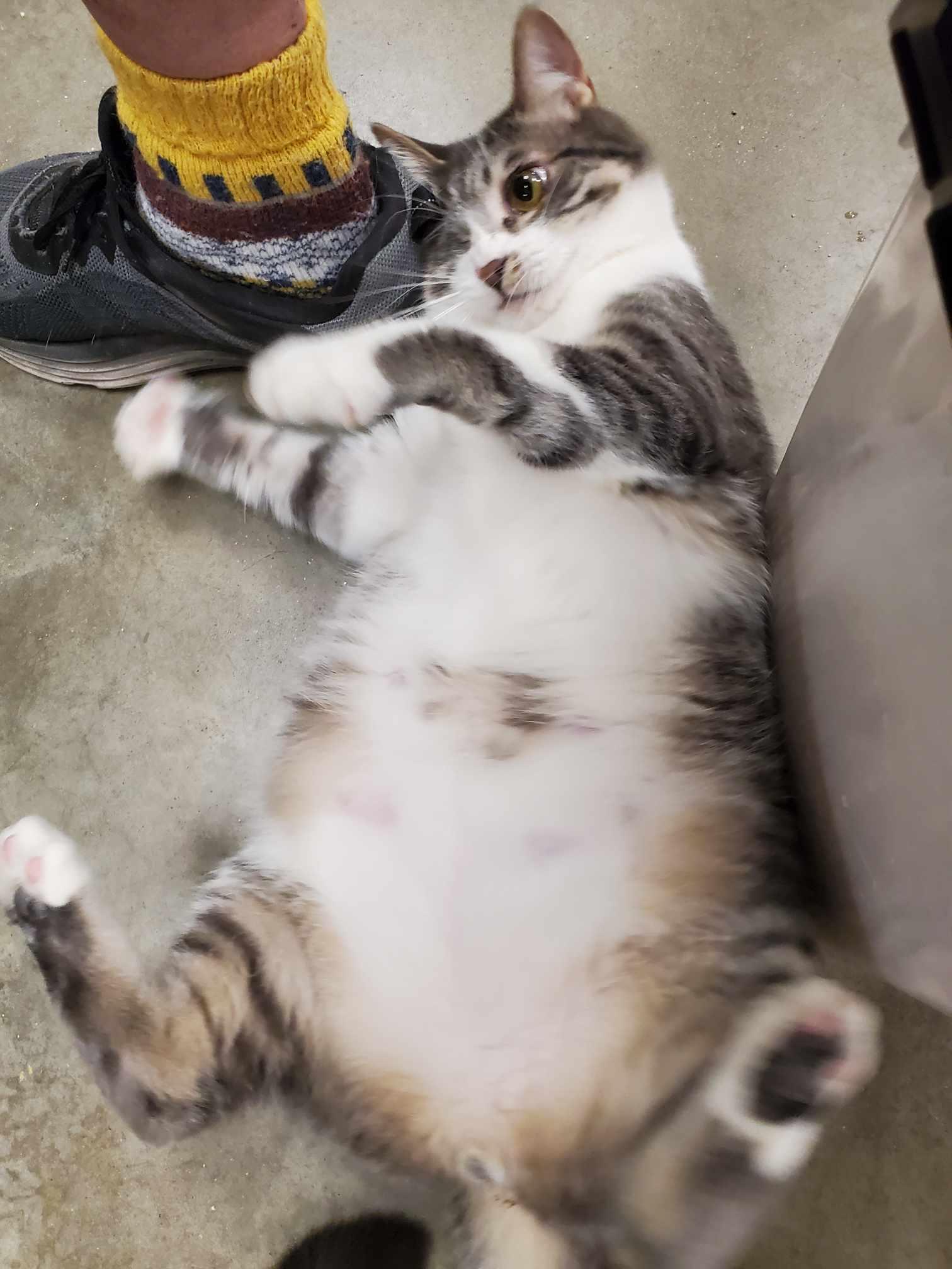 Clayton *** One Eye & Big Boy***, a Adoptable Tabby in Livonia, MI image 3/6