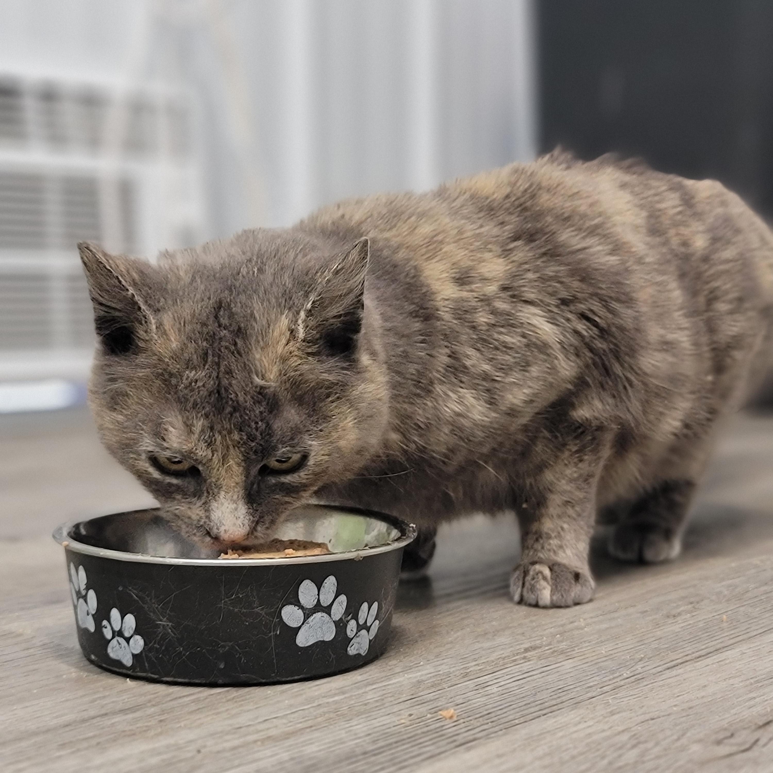 Enlarge Pursilla, a Adoptable Dilute Tortoiseshell in Fertile, MN image 1/1