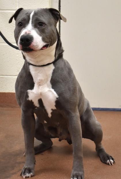 Nuve (93722), ADOPTABLE, Adult Female Pit Bull Terrier.