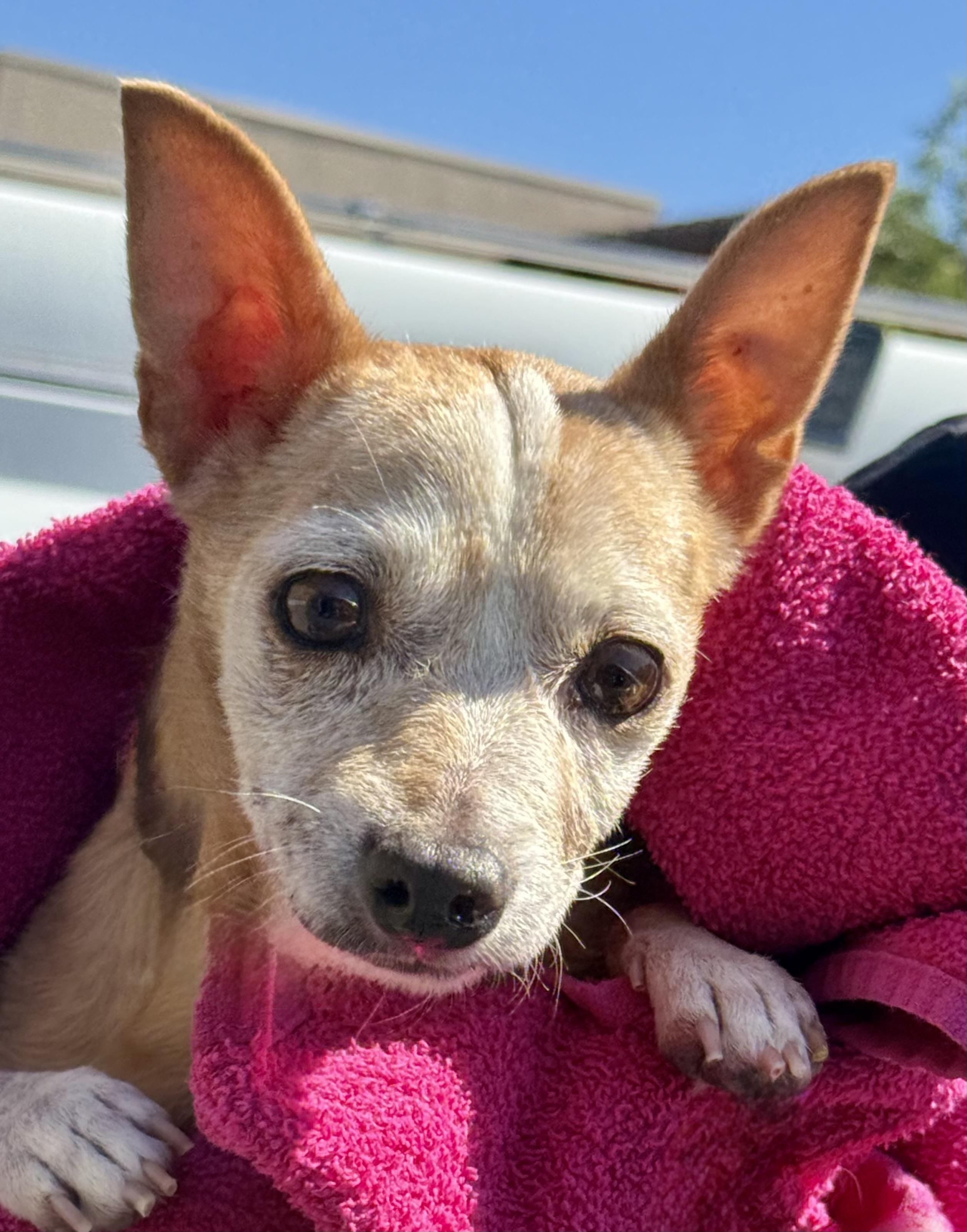 Enlarge Emmy, a Adoptable mixed breed in Tarzana, CA image 4/4