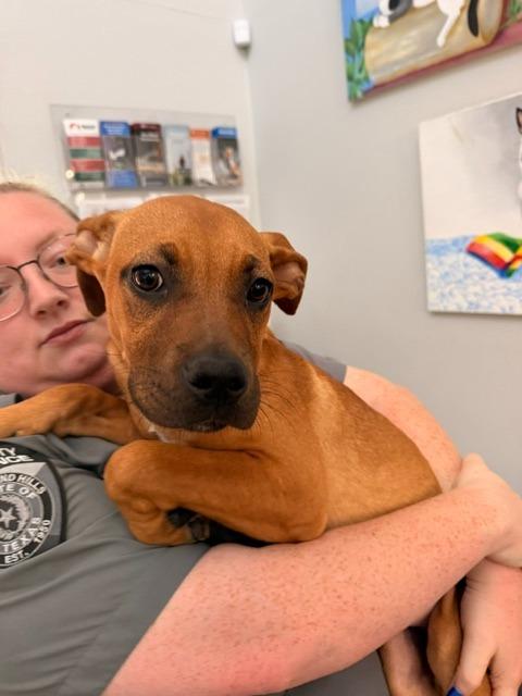Velma Dinkley, Adoptable, Puppy Female Boxer & Mixed Breed.