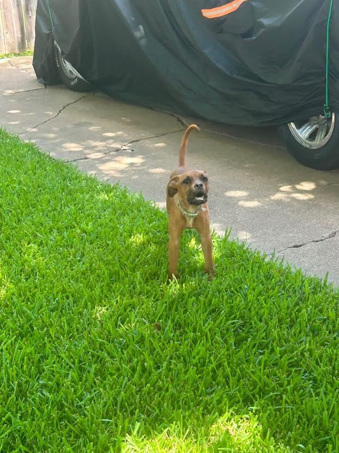 Velma Dinkley, a Adoptable mixed breed in Richland Hills, TX image 2/2