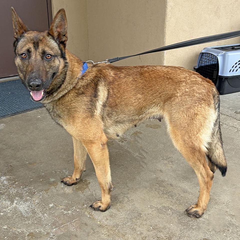 Dani, Adoptable, Adult Female German Shepherd Dog.