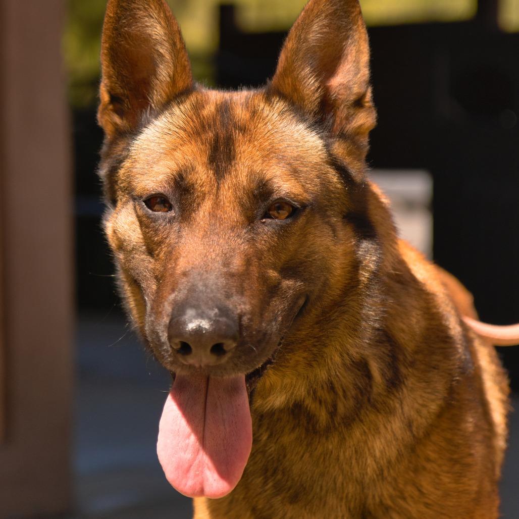 Enlarge Dani, a Adoptable German Shepherd Dog in Ojai, CA image 2/2