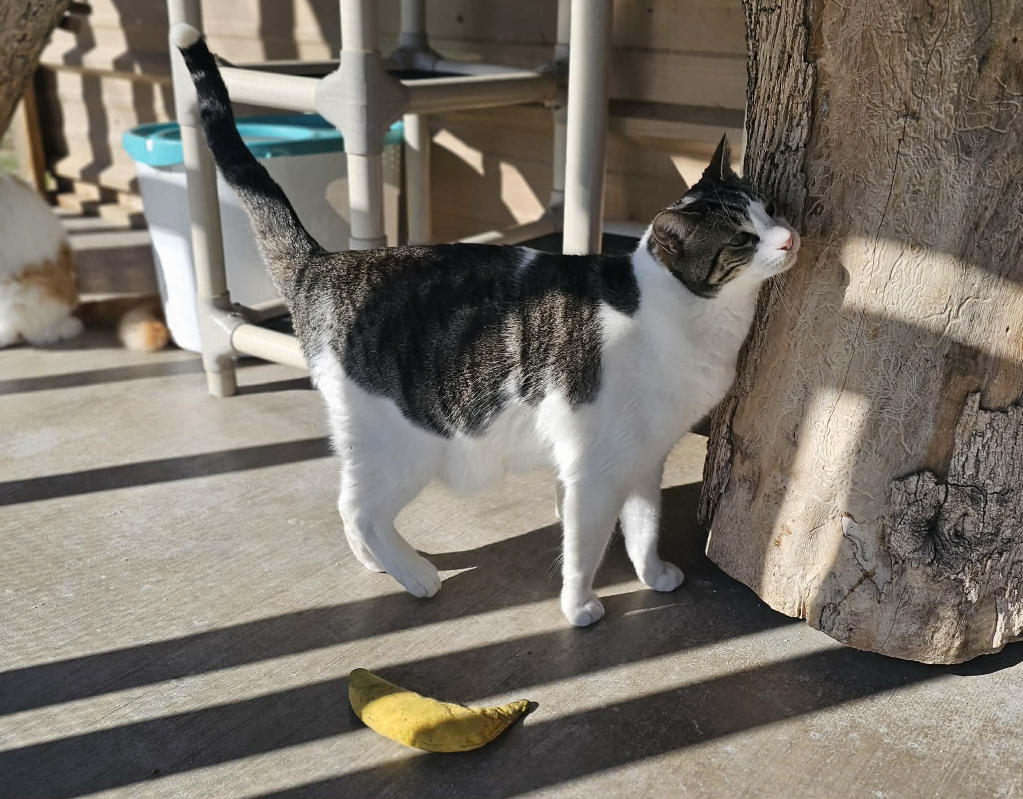 Zeus, Adoptable, Adult Male Domestic Short Hair.