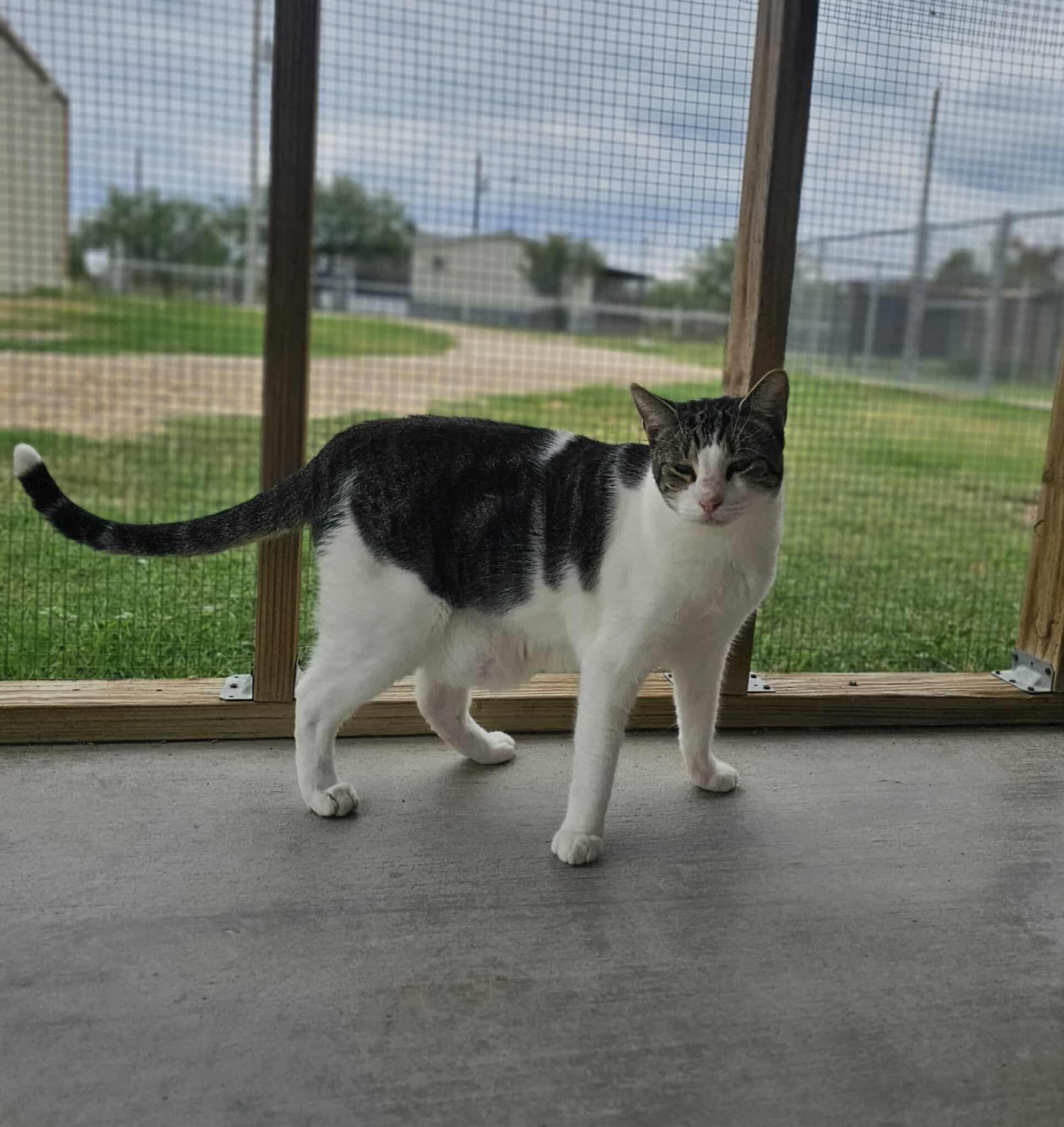 Enlarge Zeus, a Adoptable mixed breed in San Angelo , TX image 3/6