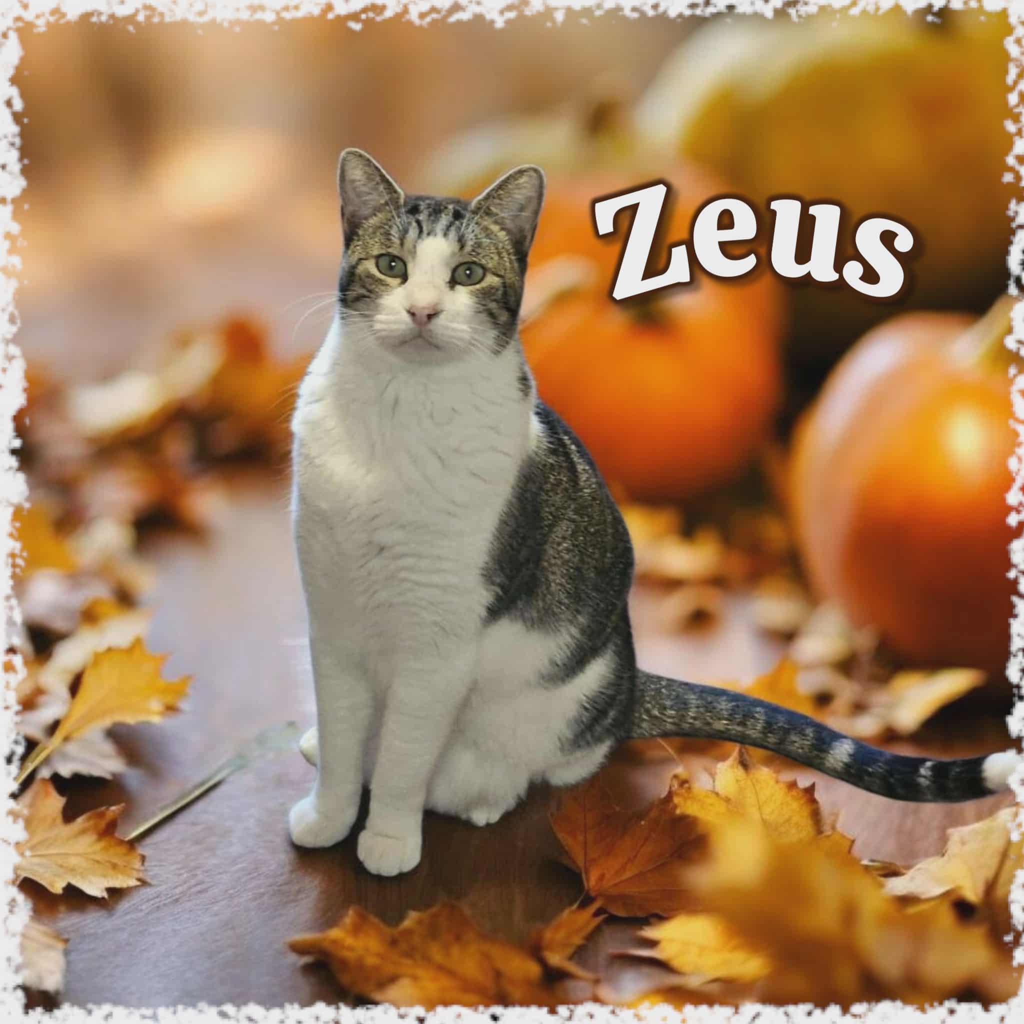 Enlarge Zeus, a Adoptable mixed breed in San Angelo , TX image 5/6