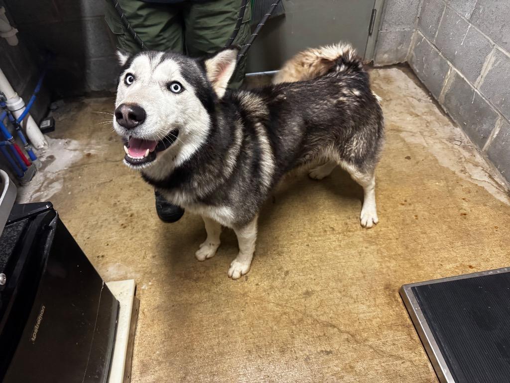 St. Nick, a Adoptable mixed breed in Shelbyville, TN image 1/2