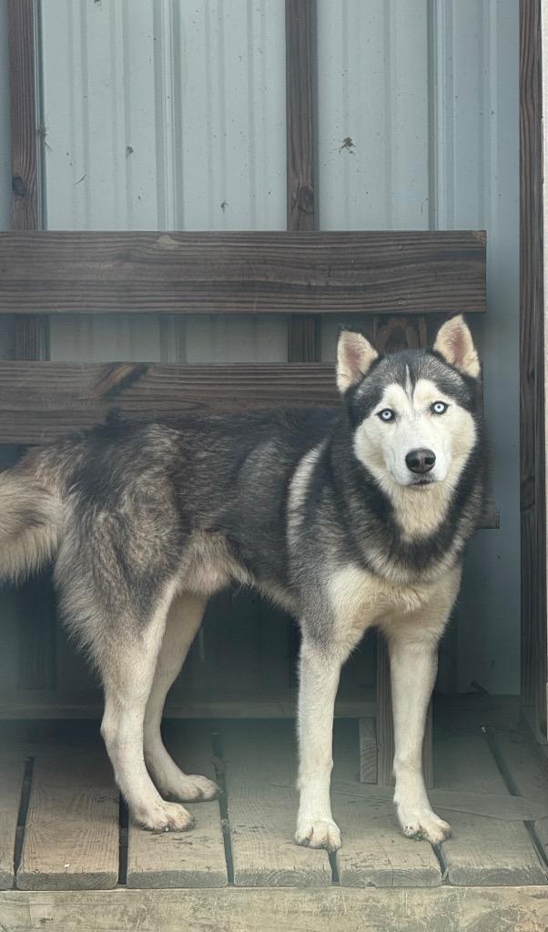 St. Nick, a Adoptable mixed breed in Shelbyville, TN image 2/2