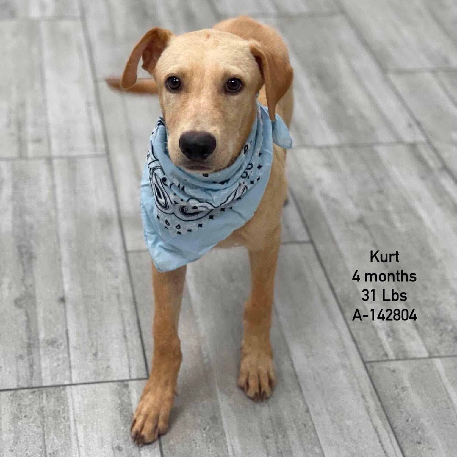 Kurt - Local October 9-11, Adoptable, Puppy Male Labrador Retriever.
