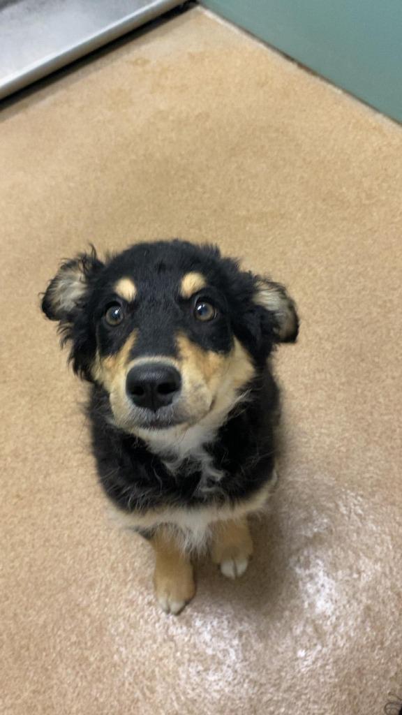 Teddy, Adopted, Young Male Australian Shepherd & Terrier.