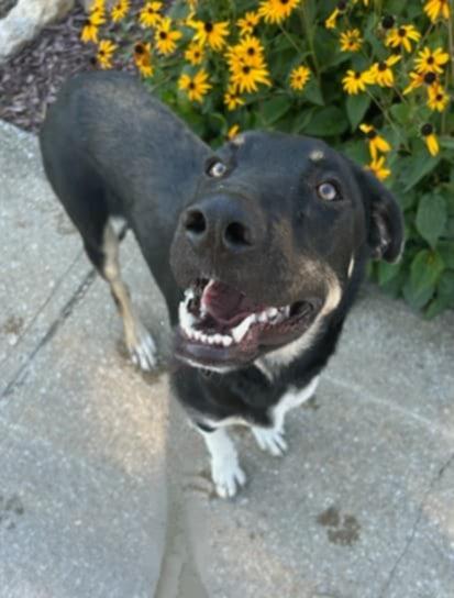 Rudy (20250615-02) — thumbnail 2