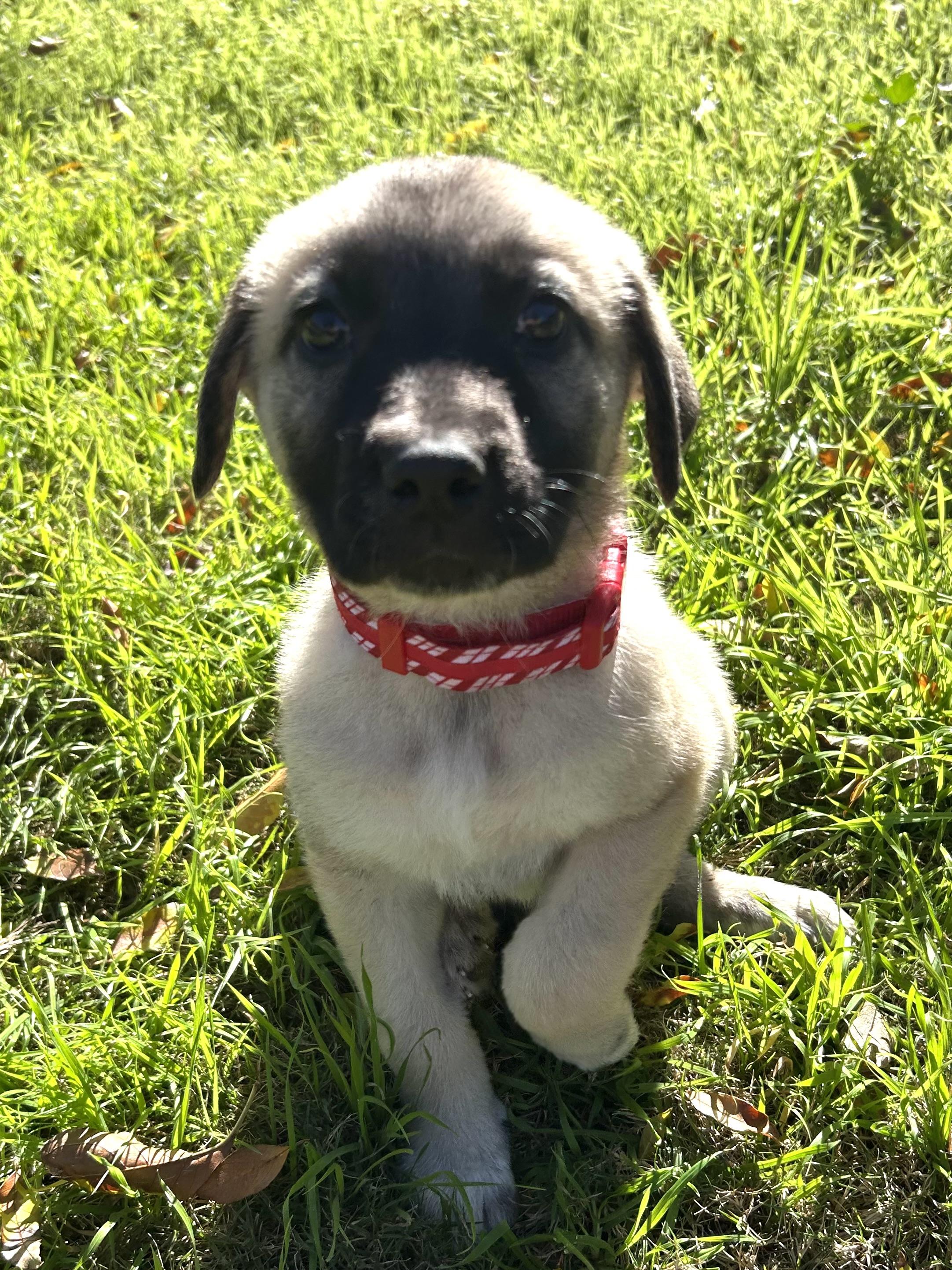 Mavis, a ADOPTABLE mixed breed in Gilbert, AZ image 2/6