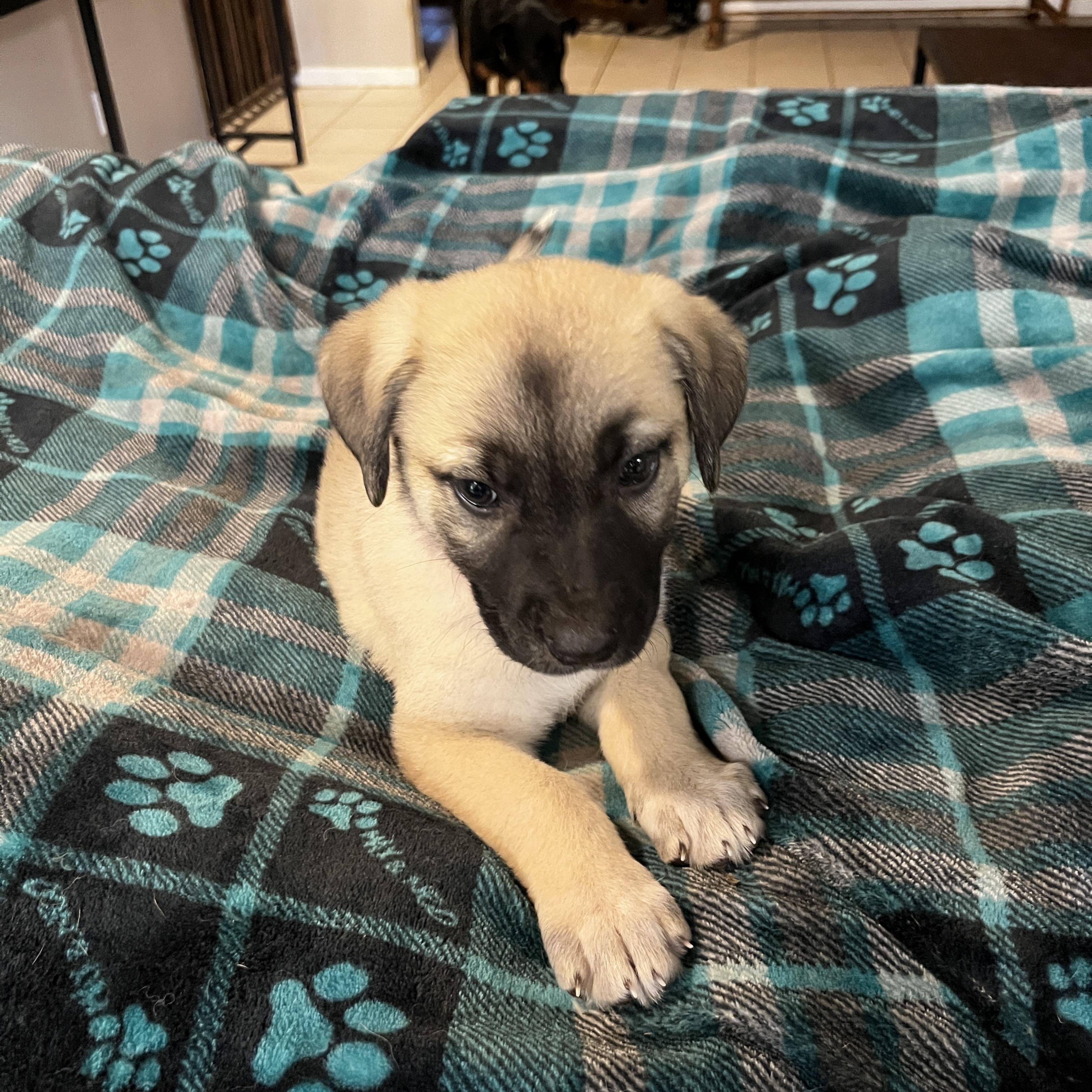 Mavis, a ADOPTABLE mixed breed in Gilbert, AZ image 3/6