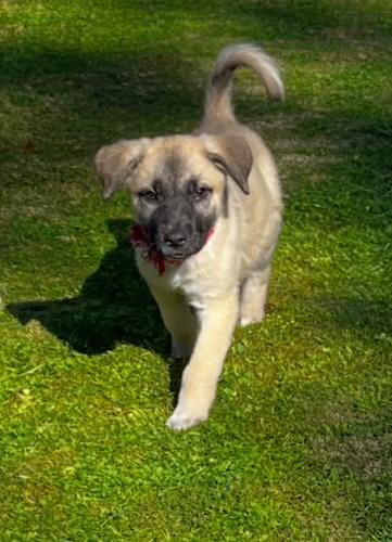 Mavis, ADOPTABLE, Puppy Female Shepherd & Black Mouth Cur.